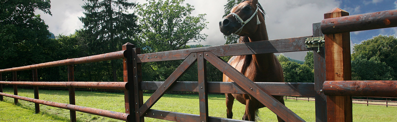 paard in de wei