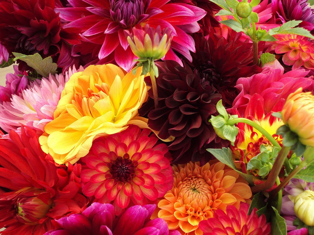 bloemen